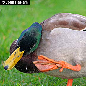 scratching-duck